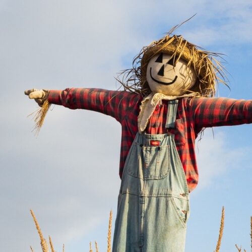 Scarecrow in a corn field