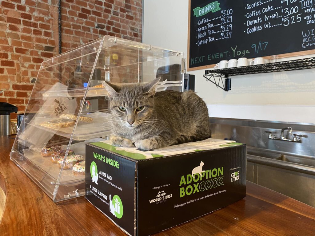 NoCo Cat Cafe cat on counter