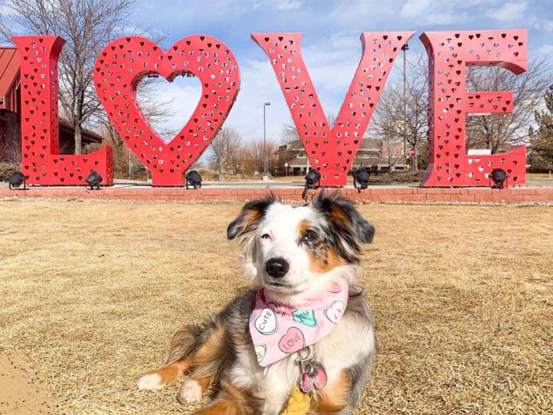 Dog posing in front of Loveland, Colorado's Love Lock Sculpture