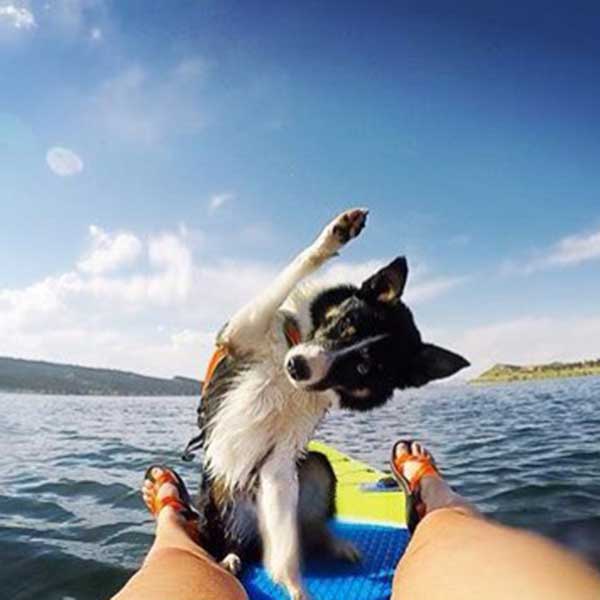 Dog on a paddle board at Carter Lake in Colorado