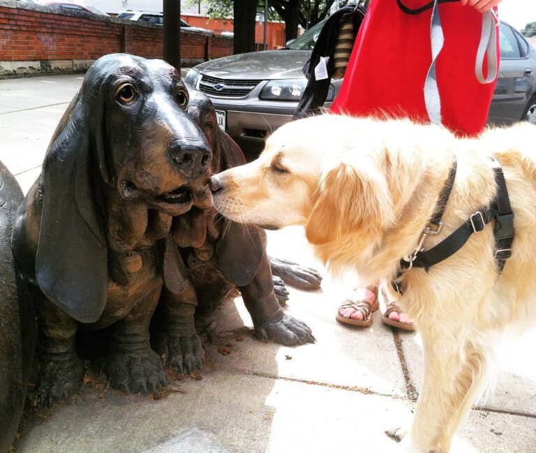 Cash the Golden Retriever checking out dog statues in Loveland, Colorado